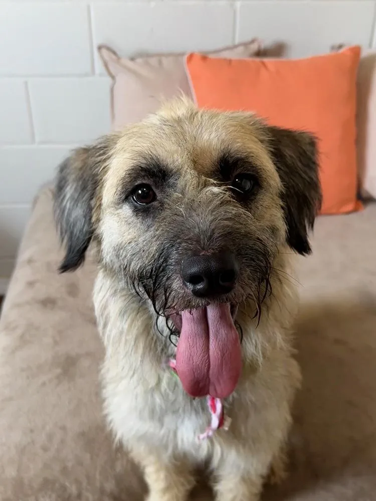 An adult medium-sized female Terrier dog named Maizie for adoption in San Leon, TX