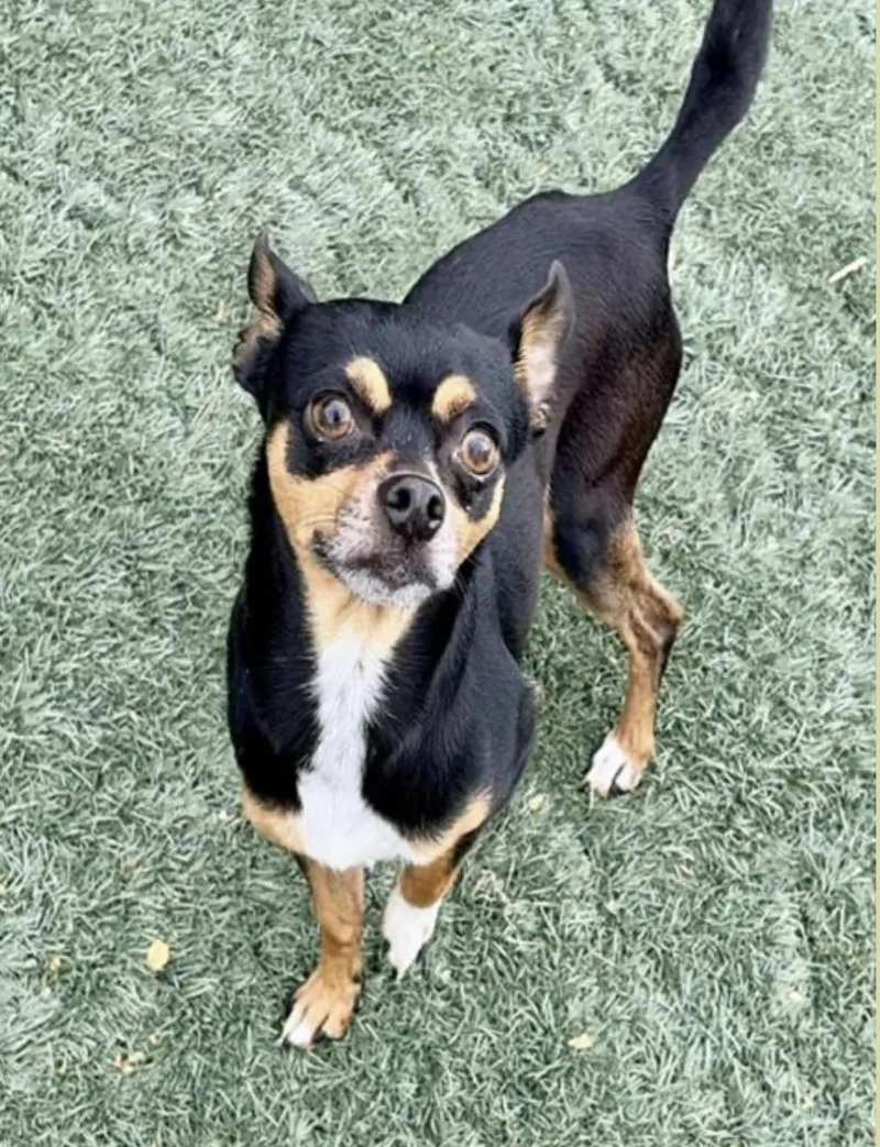 An adult small-sized male Chihuahua dog named Gage for adoption in Salinas, CA