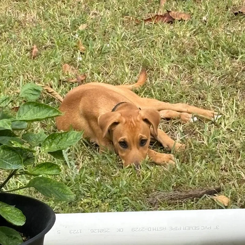 Caramella thumbnail 3