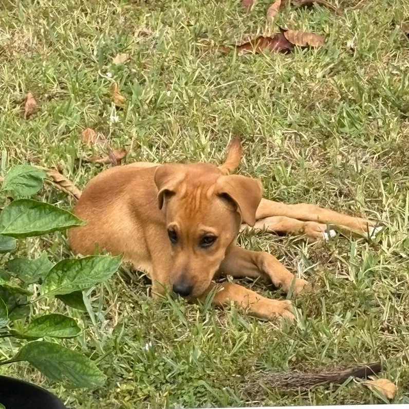 Caramella thumbnail 6