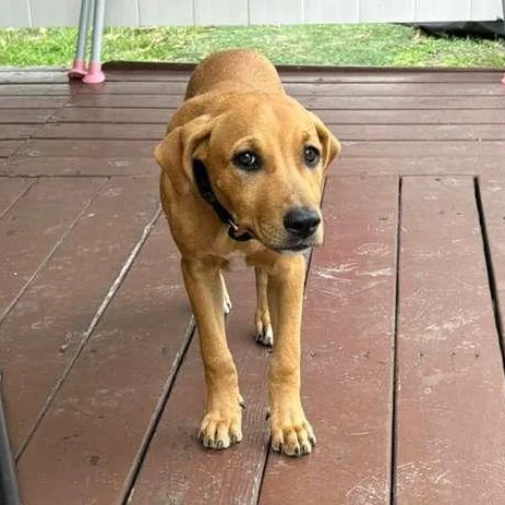 Caramella thumbnail 4