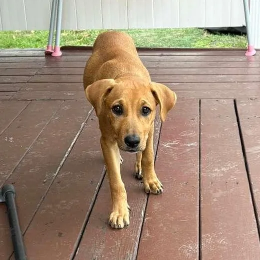 Caramella thumbnail 5