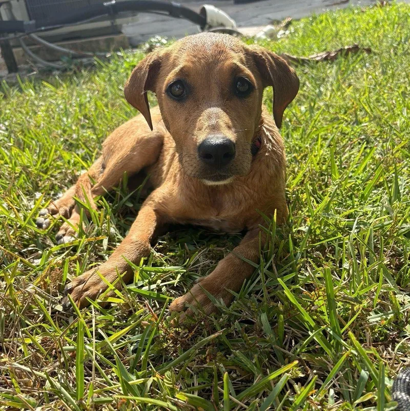 Caramella thumbnail 2