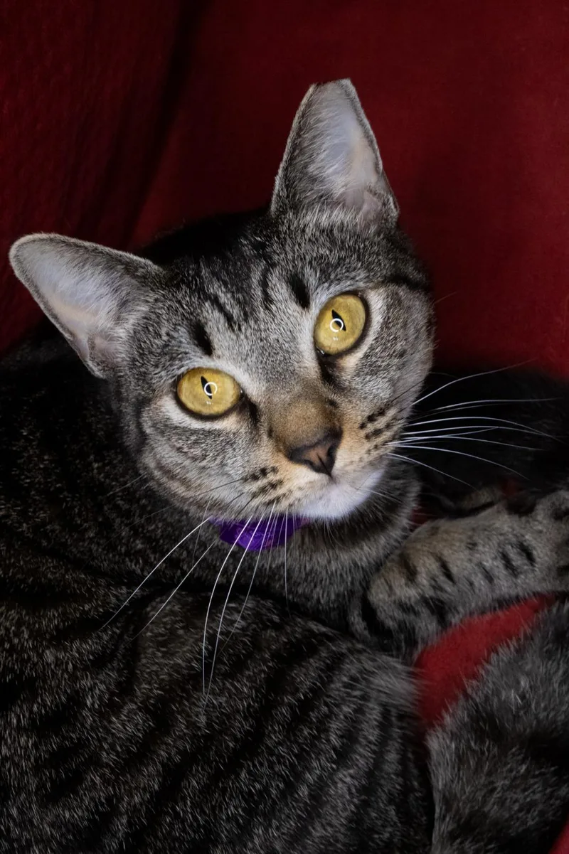 Twilight thumbnail 2