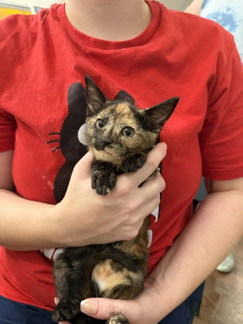 A young medium-sized female Domestic Short Hair cat named Magpie for adoption in Camden, SC