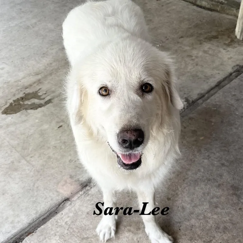 Sara Lee