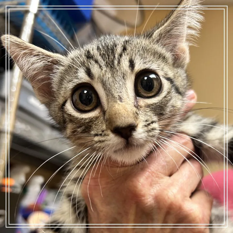 A baby small-sized female Brown / Chocolate Domestic Short Hair cat named FWT Emerald for adoption in Midland, TX
