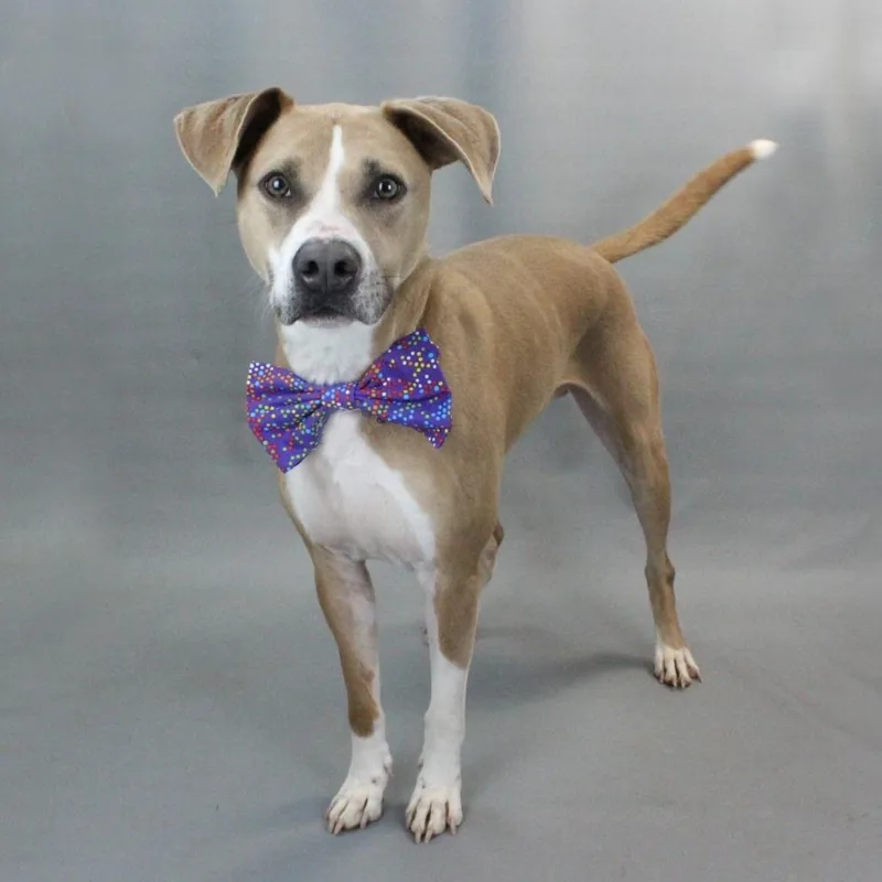 Roscoe thumbnail 2