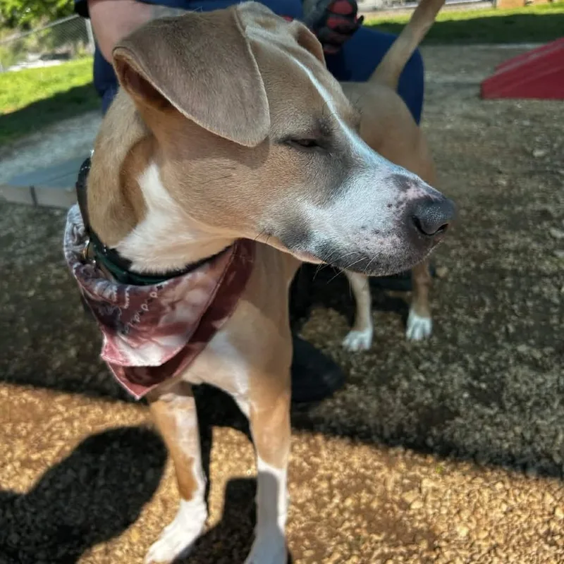 Roscoe thumbnail 5