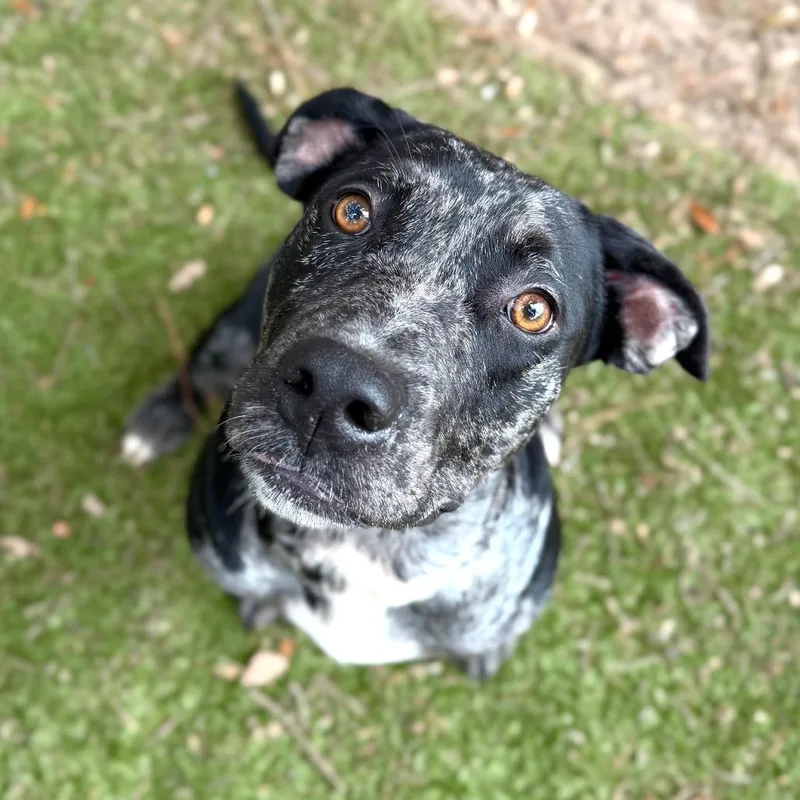 An adult medium-sized female Mixed Breed dog named Indy for adoption in Milton, FL