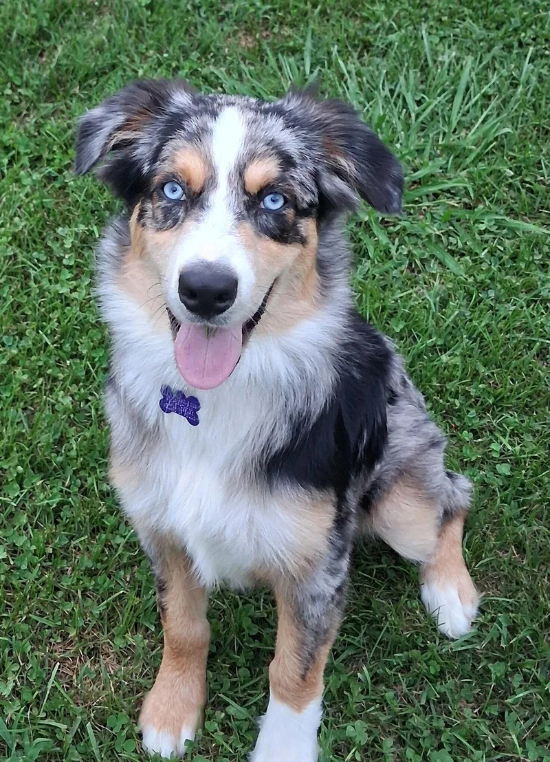 A young medium-sized male Australian Shepherd dog named Kennedy for adoption in Cookeville, TN