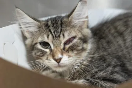 A young small-sized male Domestic Short Hair cat named B Skipper for adoption in North Charleston, SC