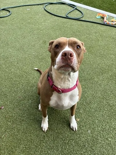 An adult large-sized female Pit Bull Terrier dog named Rosie for adoption in El Cajon, CA