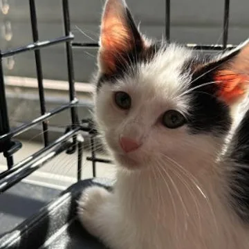 A baby medium-sized male Domestic Medium Hair cat named Logan for adoption in Minneapolis, MN