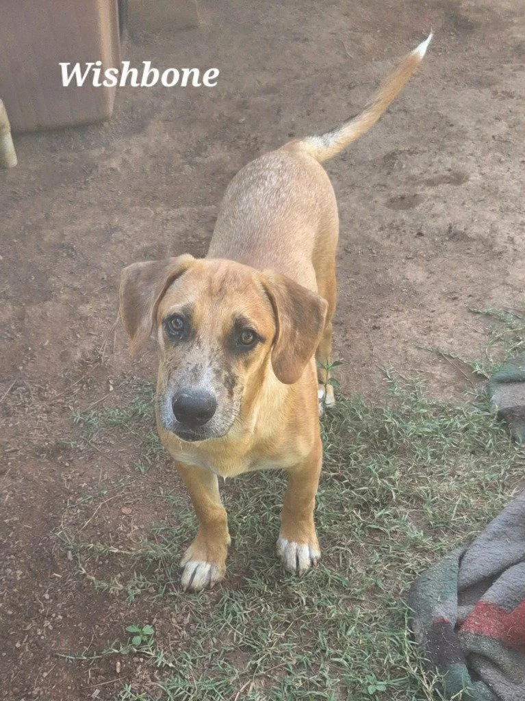 A baby large-sized male Shepherd dog named Wishbone for adoption in Bloomfield, CT