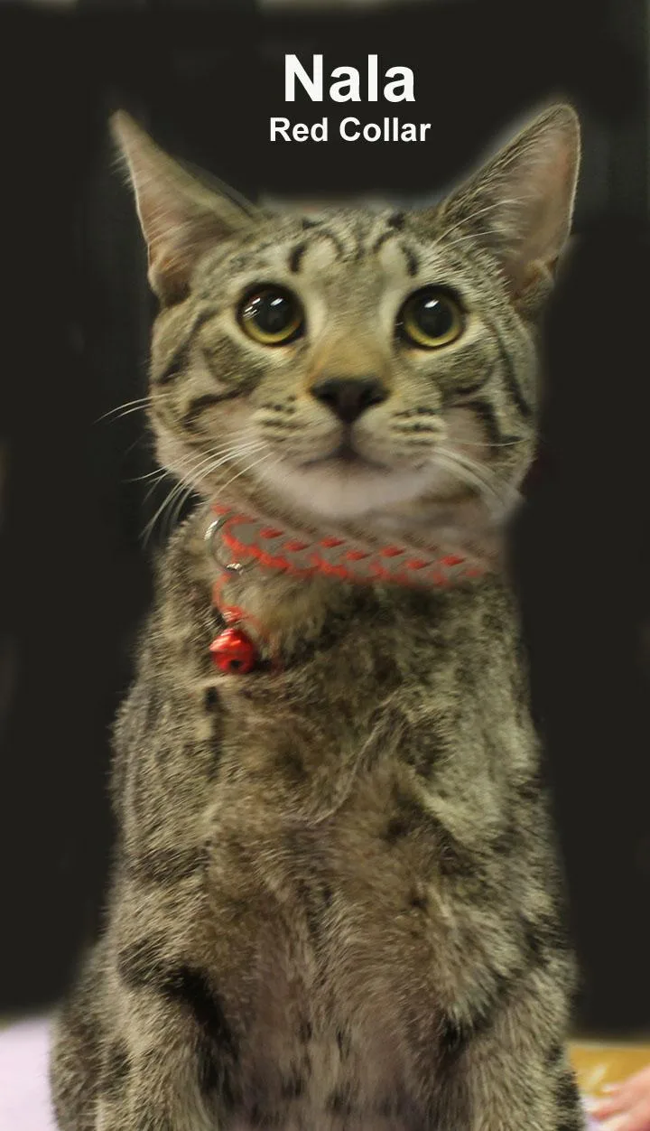 A baby medium-sized female Gray / Blue / Silver Domestic Short Hair cat named Nala Dri. for adoption in Stowe, PA