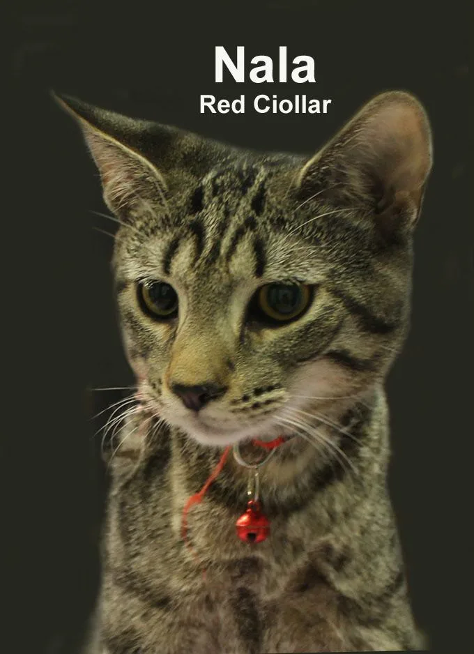 Nala Dri. thumbnail 2