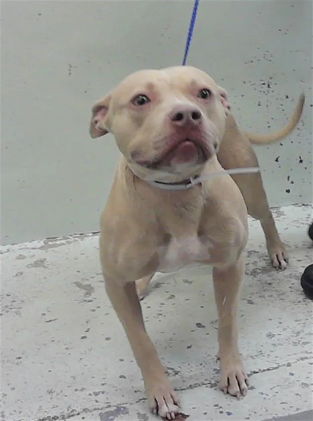 An adult medium-sized female Staffordshire Bull Terrier dog named Bubbles for adoption in Houston, TX