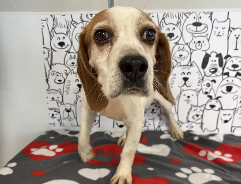 An adult medium-sized male Beagle dog named Churro for adoption in San Pedro, CA