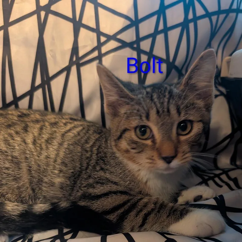 A baby small-sized male Brown / Chocolate Domestic Short Hair cat named Bolt for adoption in Carmel, IN