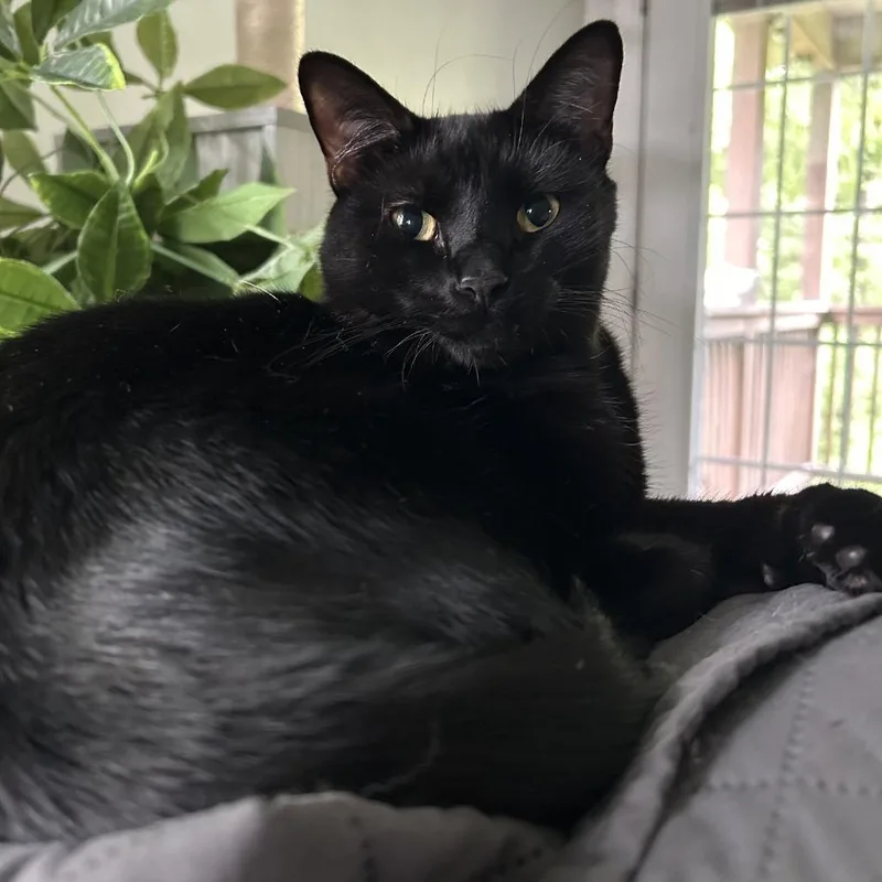 An adult small-sized male Black Domestic Short Hair cat named Houdini for adoption in Georgetown, KY