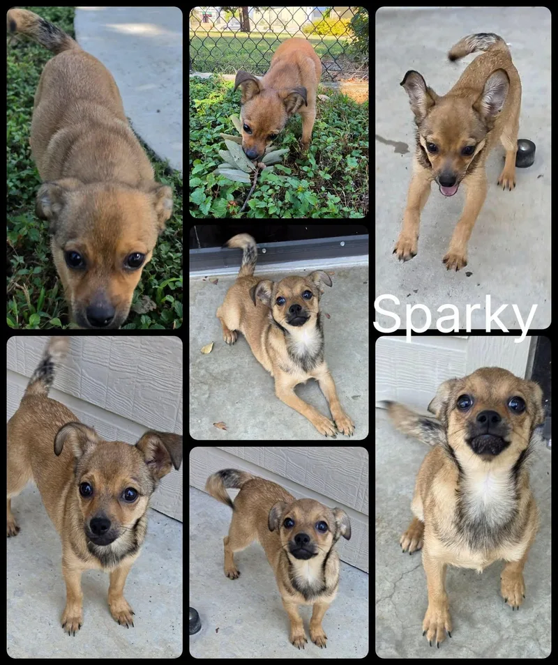 Sparky