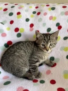 A baby small-sized female Domestic Short Hair cat named Lily for adoption in Divide, CO