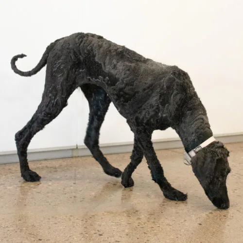 A young medium-sized female Standard Poodle dog named Jade for adoption in Phoenix, AZ