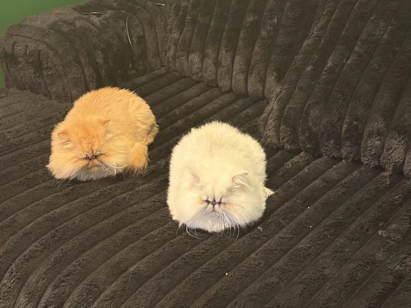 An adult medium-sized female Persian cat named Skye & London for adoption in Nashville, TN