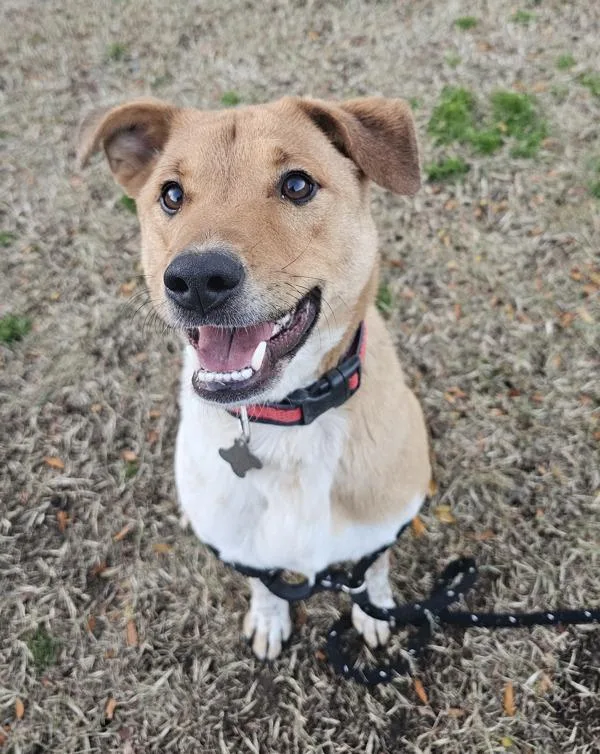 Koda Bear thumbnail 4