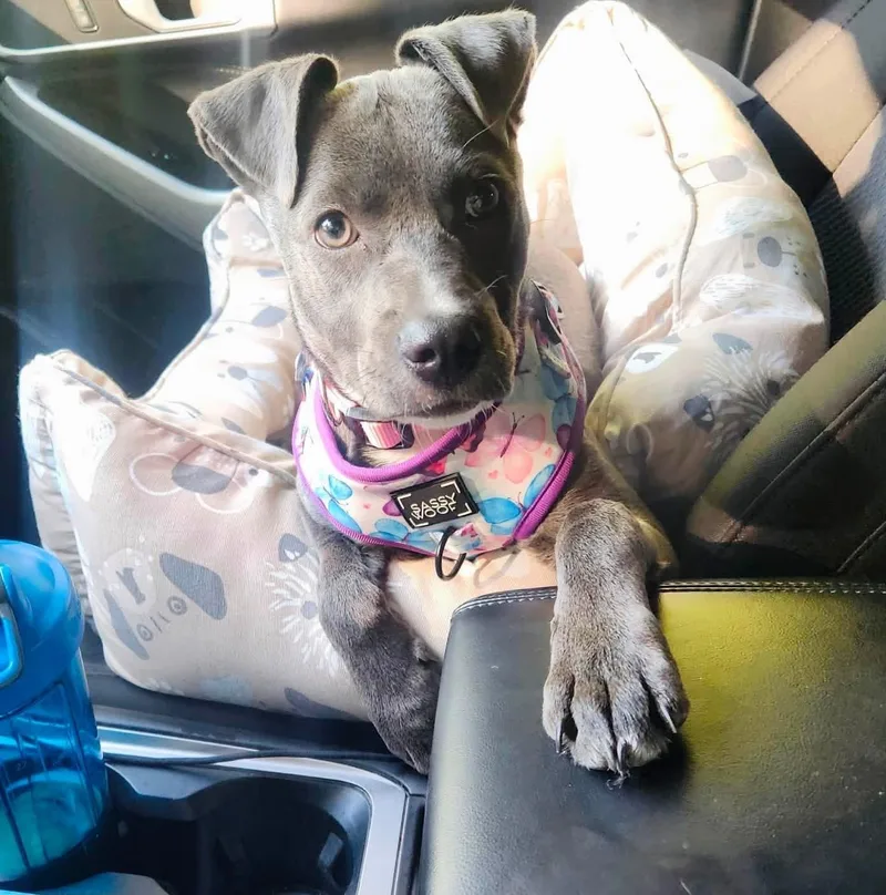 Dottie