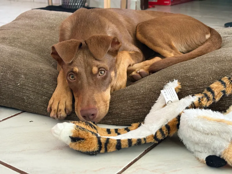 Toffee (Daisy) thumbnail 6