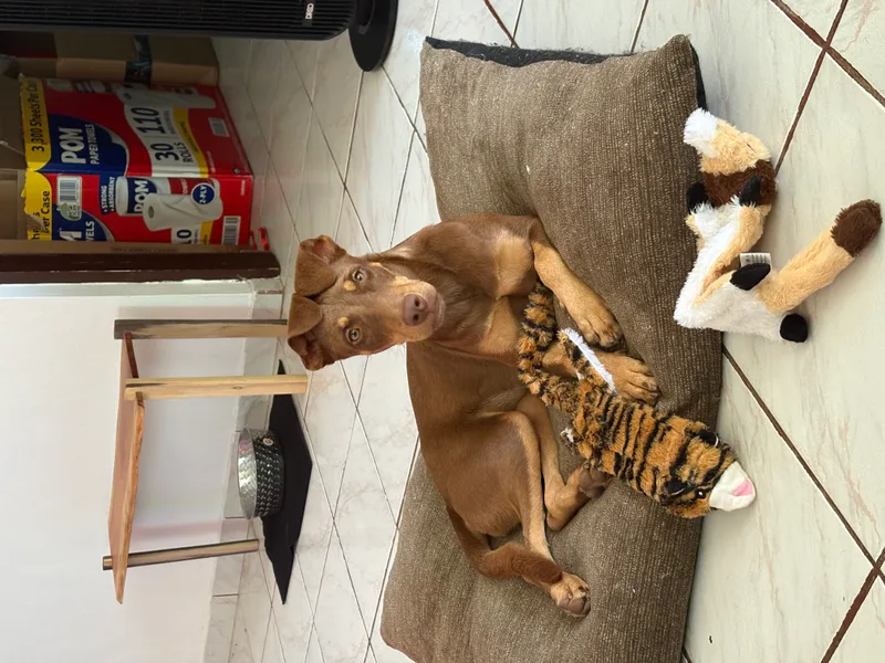 Toffee (Daisy) thumbnail 7