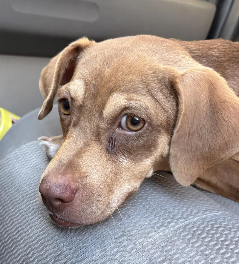 Toffee (Daisy) thumbnail 3