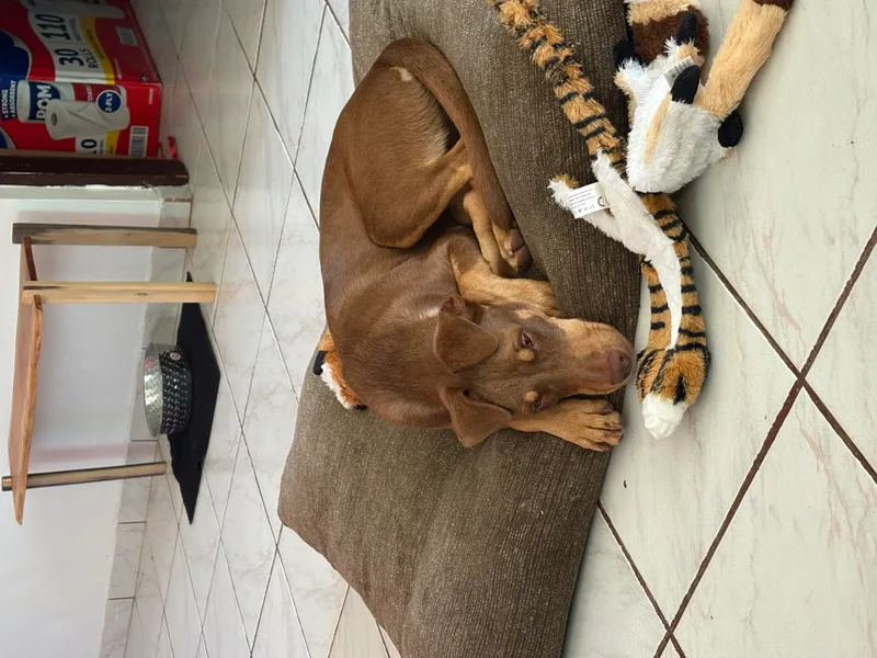 Toffee (Daisy) thumbnail 8