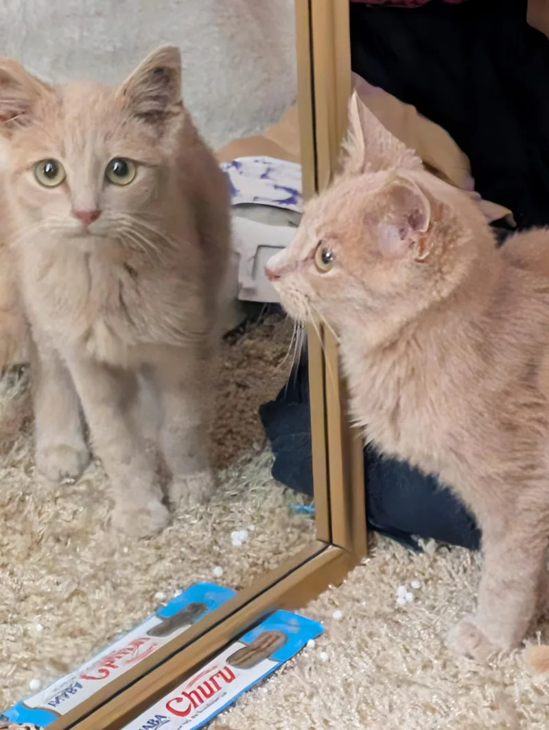 A baby medium-sized male Buff / Tan / Fawn Domestic Short Hair cat named Iced Cinnamon Dulce Latte for adoption in Maple Heights, OH