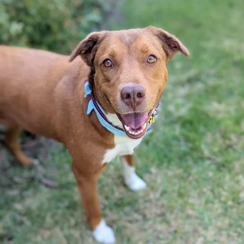 An adult medium-sized female Red / Chestnut / Orange Coonhound dog named Phoenix for adoption in Helena, AL