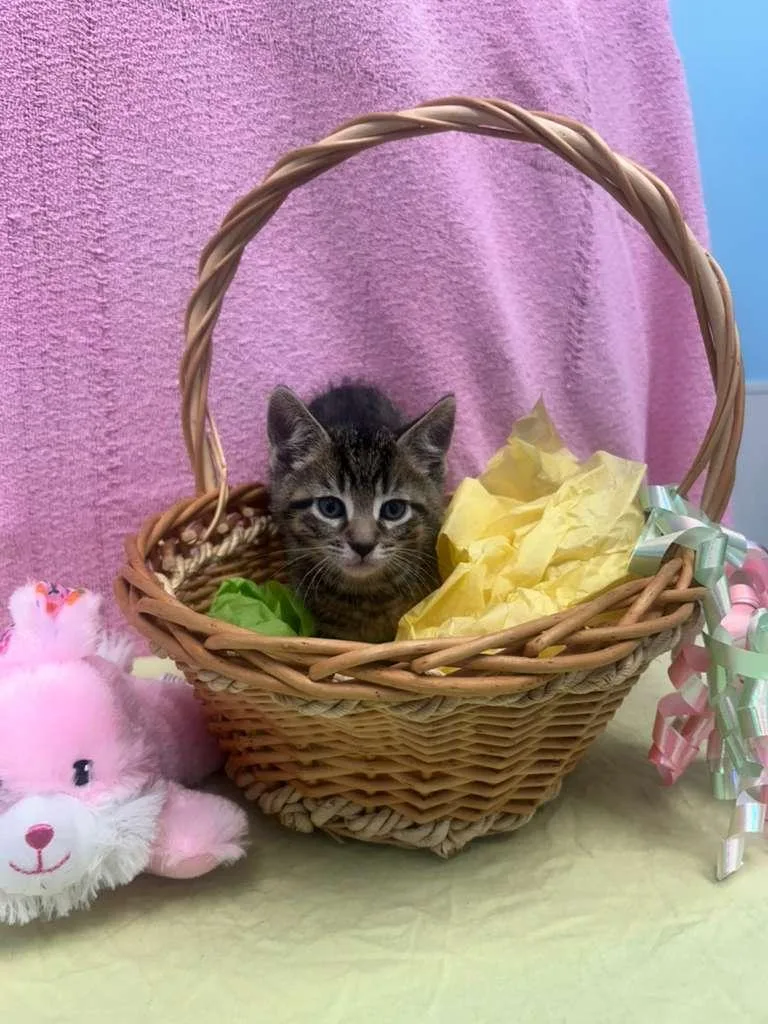 A baby medium-sized male Tabby (Brown / Chocolate) Domestic Short Hair cat named Blue for adoption in Bear, DE