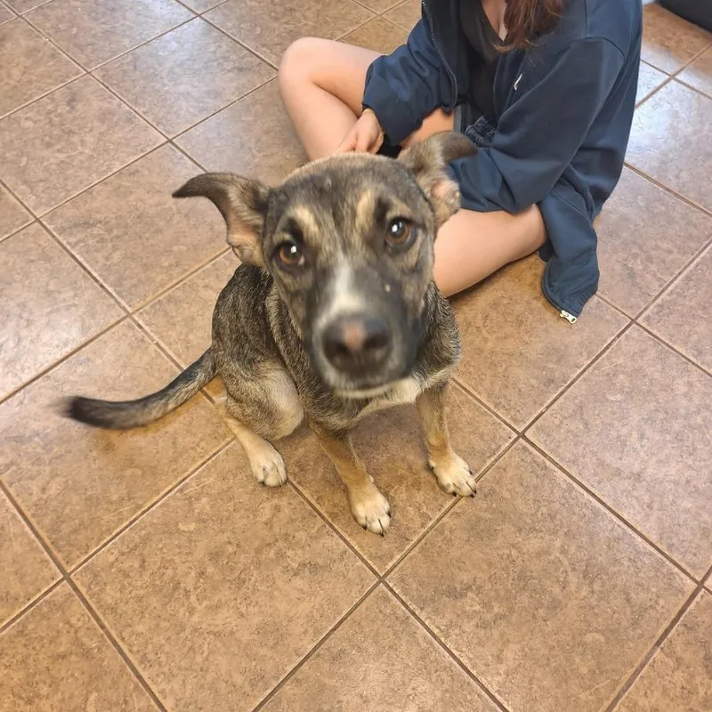 A young small-sized female Brown / Chocolate Shepherd dog named Jelly Bean for adoption in Madill, OK