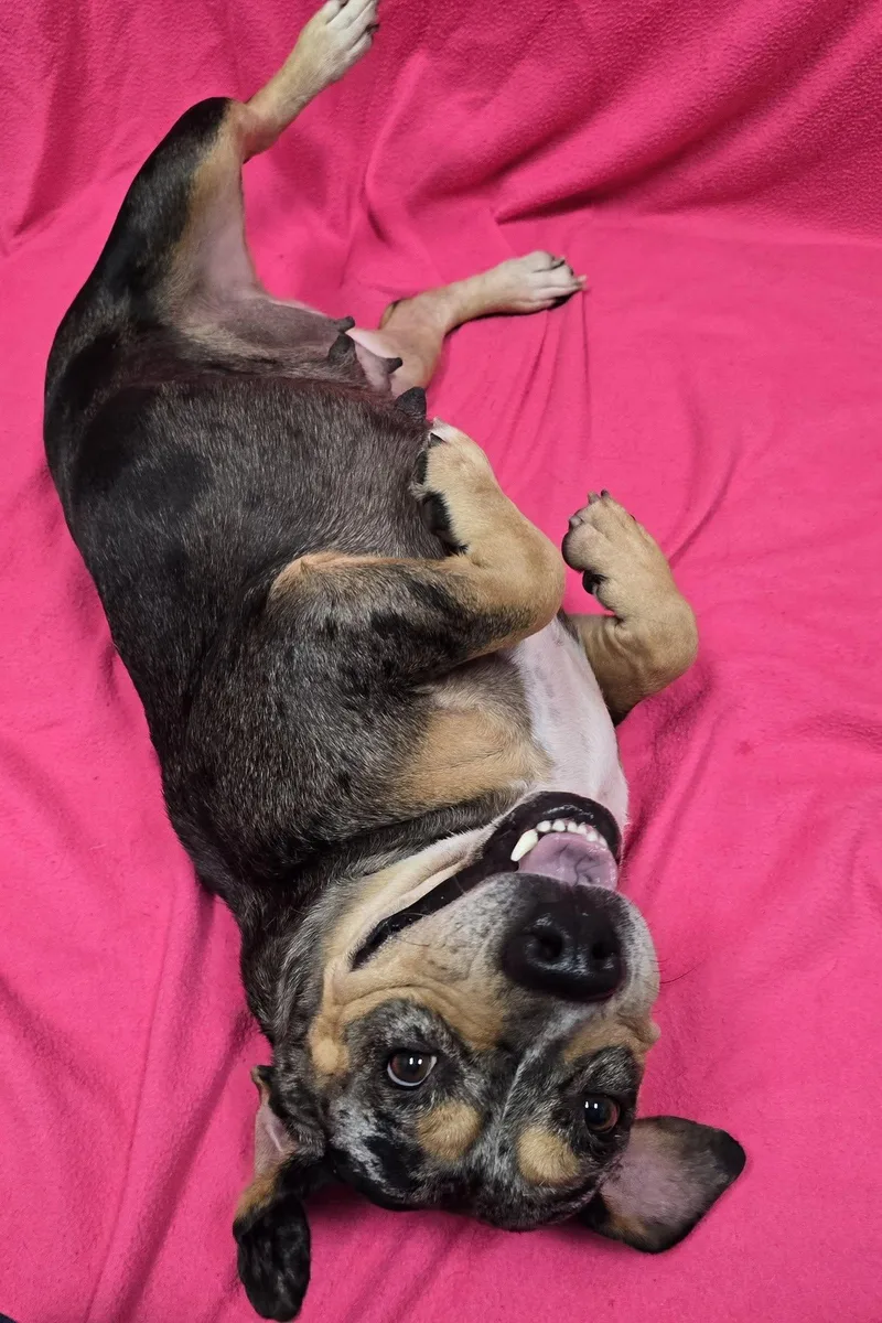 An adult medium-sized female Beagle dog named Tallulah for adoption in Frankfort, IN