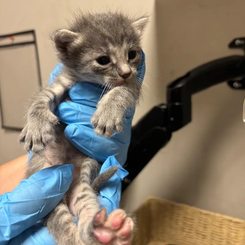 A baby small-sized female Gray / Blue / Silver Domestic Short Hair cat named Dome for adoption in Yuma, AZ