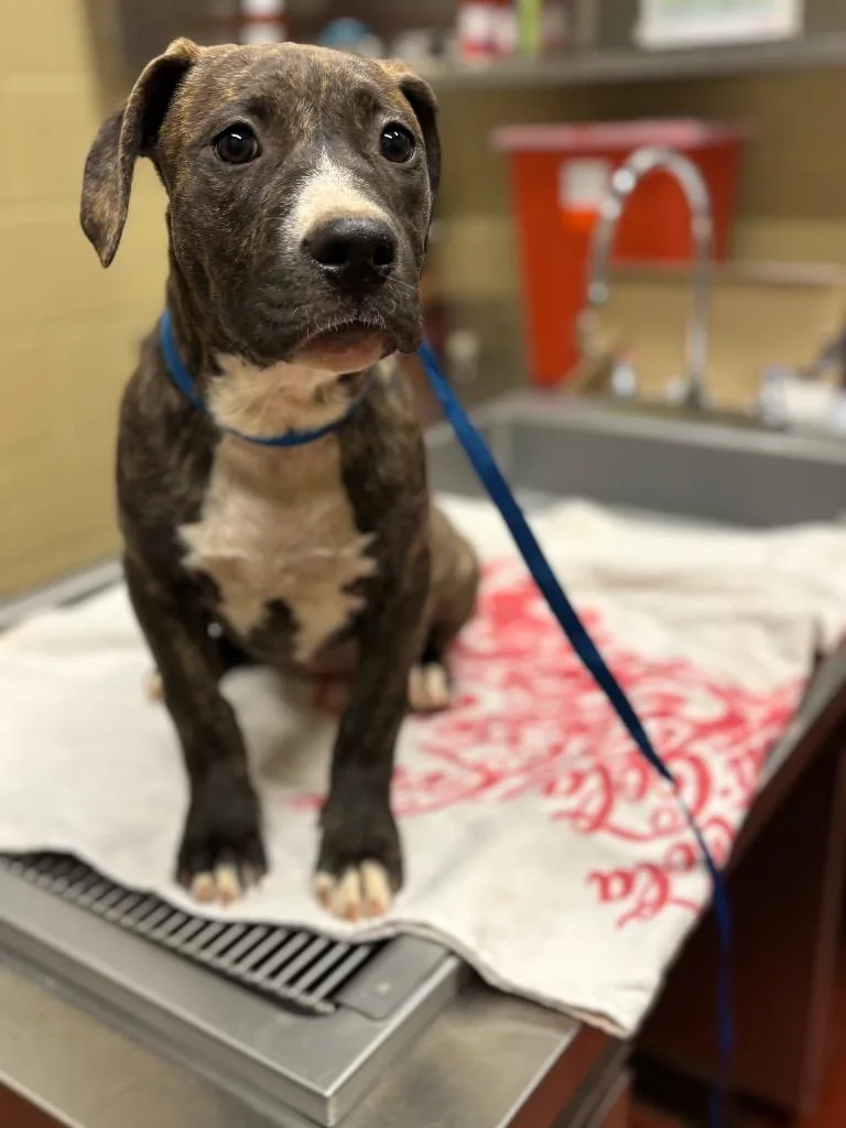 A baby small-sized female Mixed Breed dog named Poohbear for adoption in Douglasville, GA