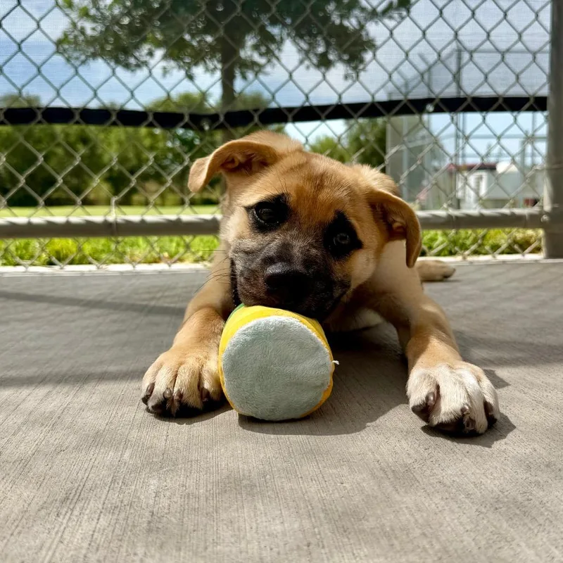 A baby small-sized male Yellow / Tan / Blond / Fawn Mixed Breed dog named Sodapop for adoption in McPherson, KS