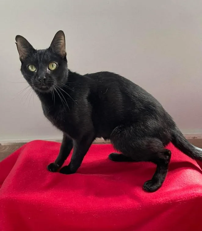 A young small-sized male Black Domestic Short Hair cat named Lord Farquaad for adoption in Clarksville, TN