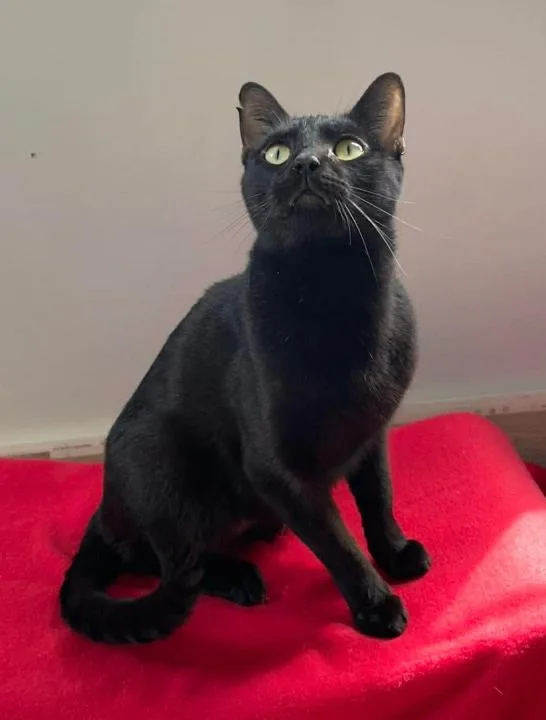 Lord Farquaad thumbnail 3