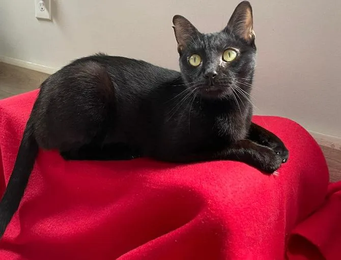 Lord Farquaad thumbnail 4