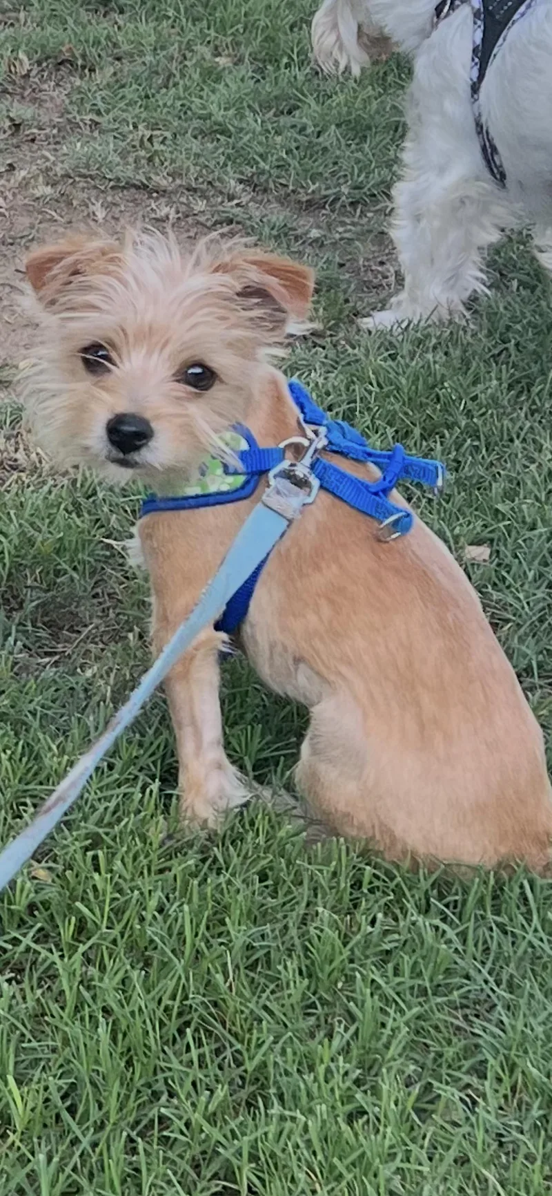 A baby small-sized male Yorkshire Terrier dog named Cooper for adoption in Winder, GA