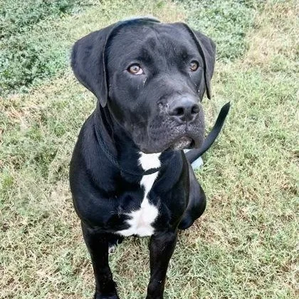 Majestic thumbnail 2