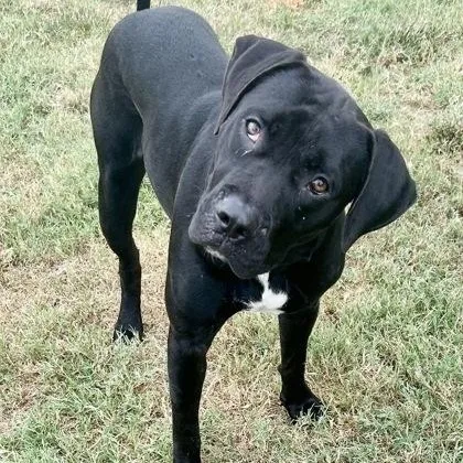 Majestic thumbnail 3