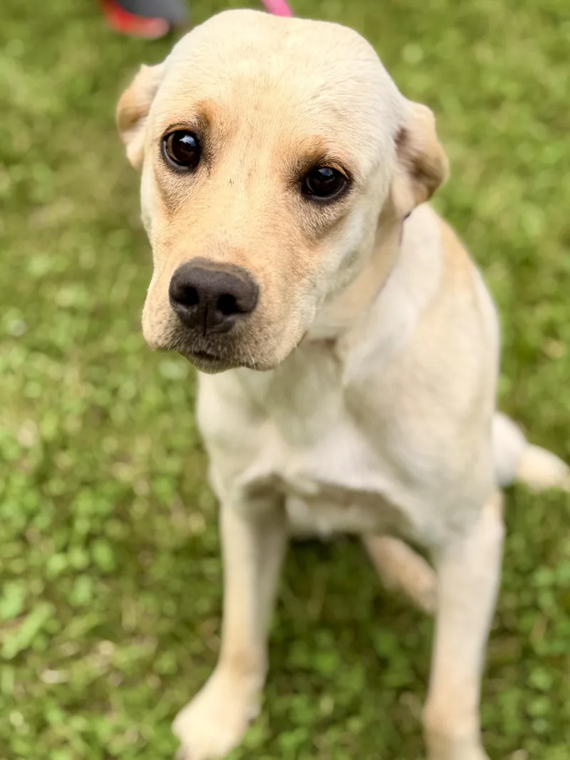 A young medium-sized male Yellow / Tan / Blond / Fawn Yellow Labrador Retriever dog named Preacher for adoption in Gradyville, KY